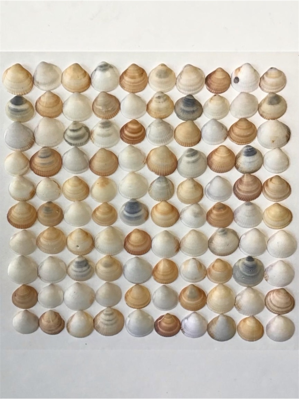 Seashells 100 Bittersweet Clam Shells 1-1/4 to 1-1/2” Natural Beach Crafts Decor